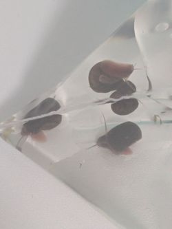Pink ramshorns