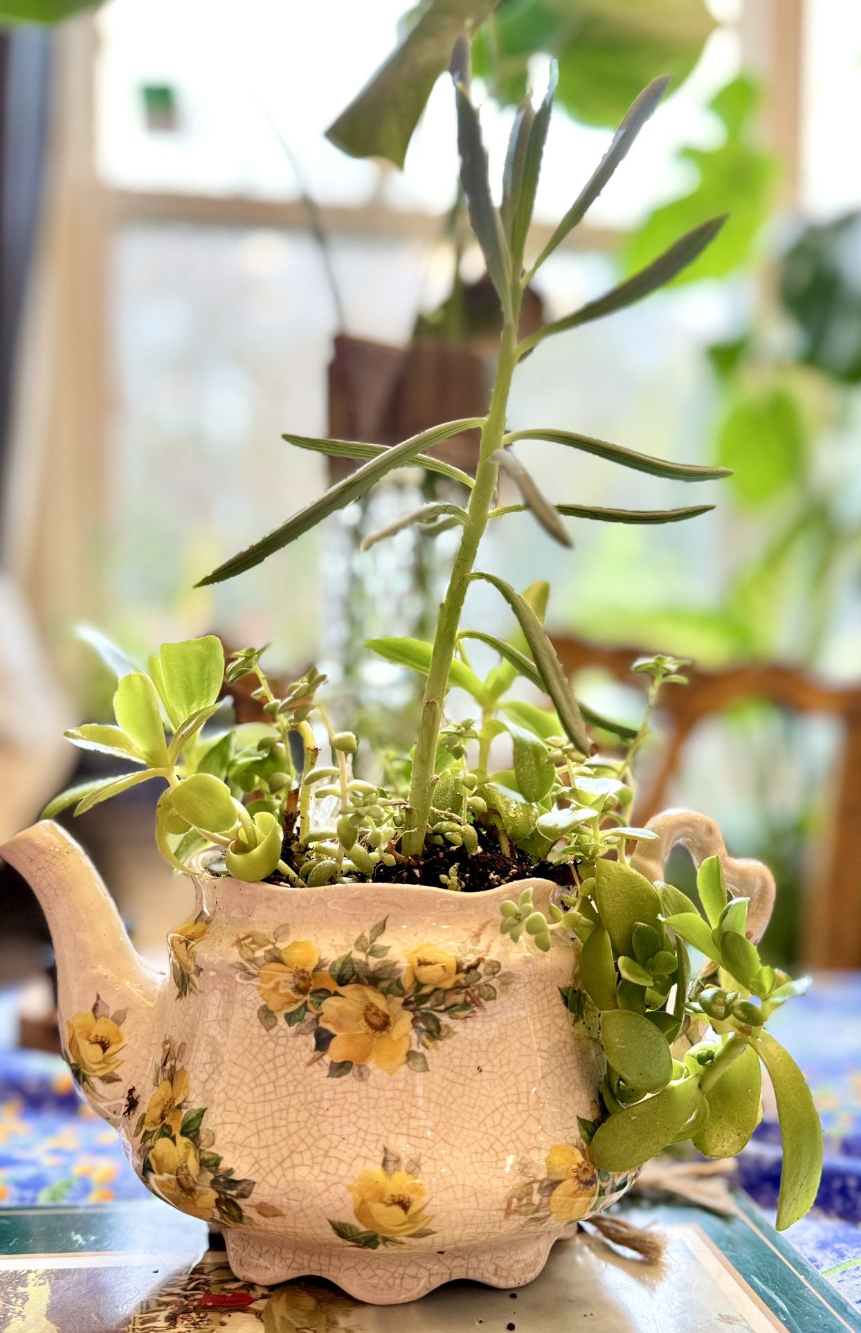 Succulent Plants In The Beautiful England Teapot