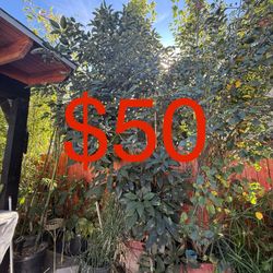 Avocado tree 20ft Tall