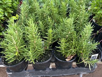 Herbs 4$ each pot