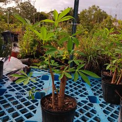 Cassava Yucca Plant 3 Gallons 