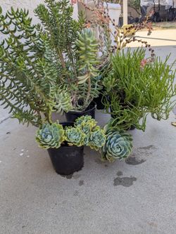 Succulent  Plants  7   inch 