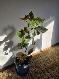 Polka Dot Begonia Plant