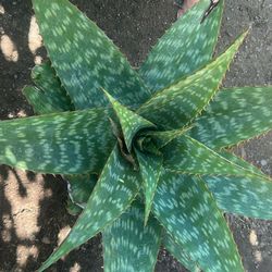 Sábila Veriguera / Aloe Vera