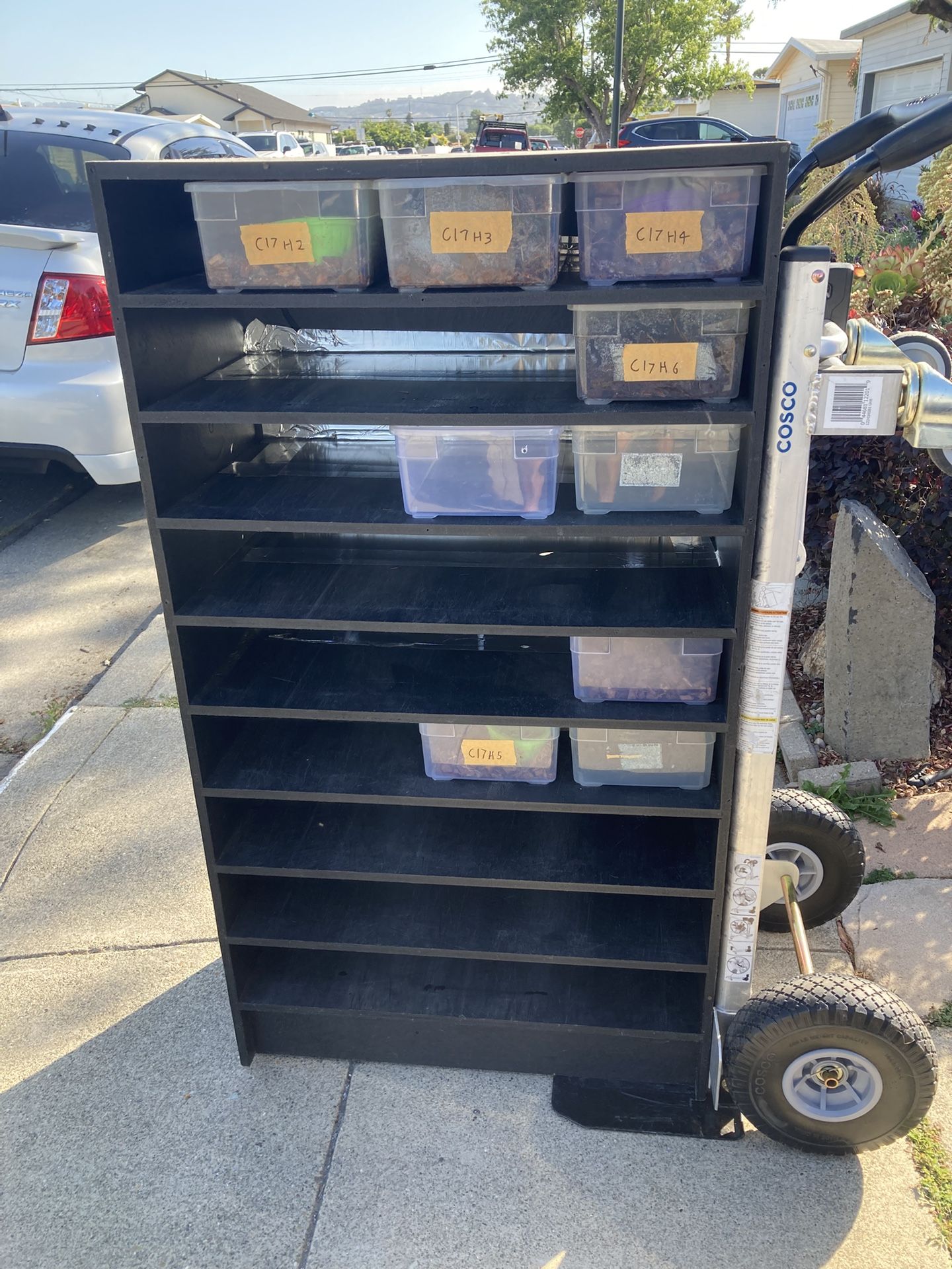 Baby Snake Rack For Sale