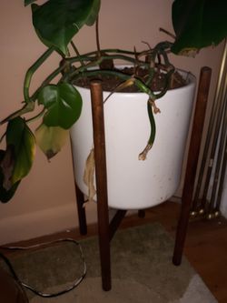 Mid century modern vintage planter with philodendron