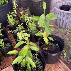 Plants.   Avocado.  Mango. Lemon Jackfruit 