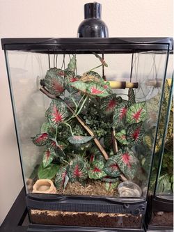 Adult female crested gecko - Gizmo