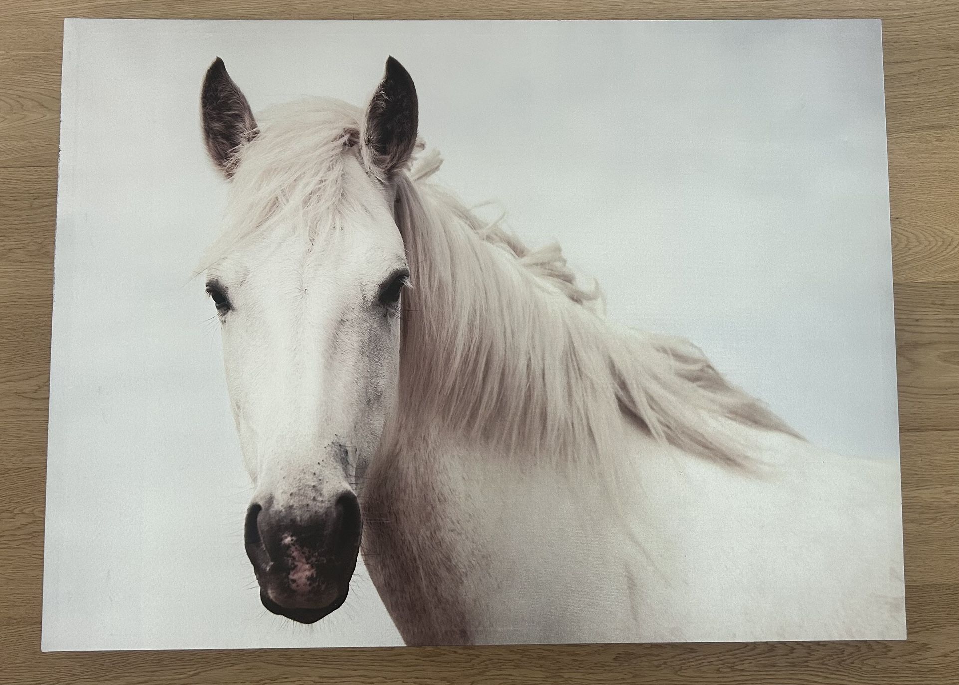 Horse Wall Art
