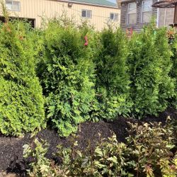 Bushes, Plants, Pines, - Arborvitaes, Boxwood