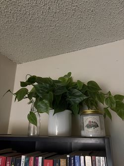 Two artificial plants