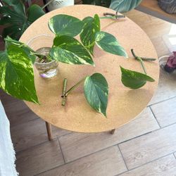 Hawaiian Pothos Cuttings (rooted And Unrooted) 