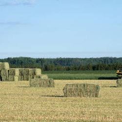 Bermuda HAY FERTILIZED 