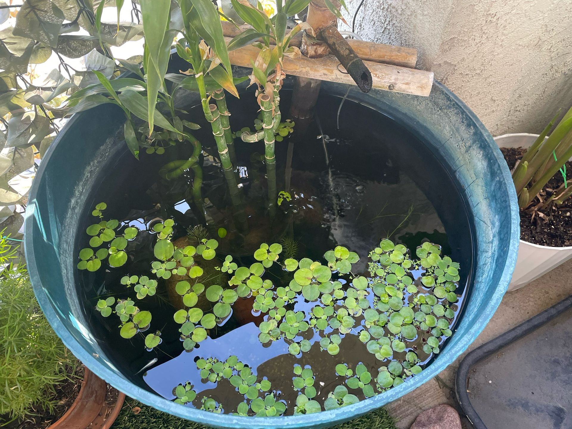 Aquarium Plants Floaters