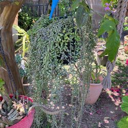 Plant