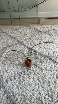 Baby ponytail palm plant