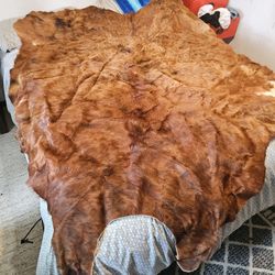 Stunning Natural Cow/Bison Hide for Décor or Crafting