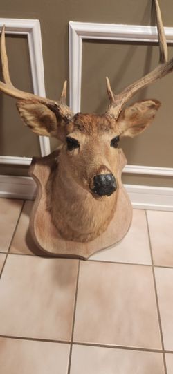 Beautiful Deer Mount
