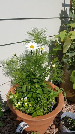 Perennial Mixed pot of flowers