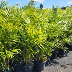 Beautiful Arecas Palms For Inmediate Privacy!!! 3 Feet Tall!!! Best Quality 