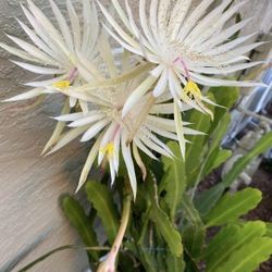 White Epiphyllum Hookeri Plants