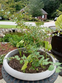 Light pink crape myrtle do not come in pot