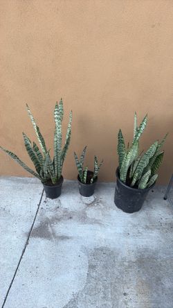 Plants 🪴 $25 all