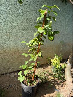 Arbol de lemon/ lime tree