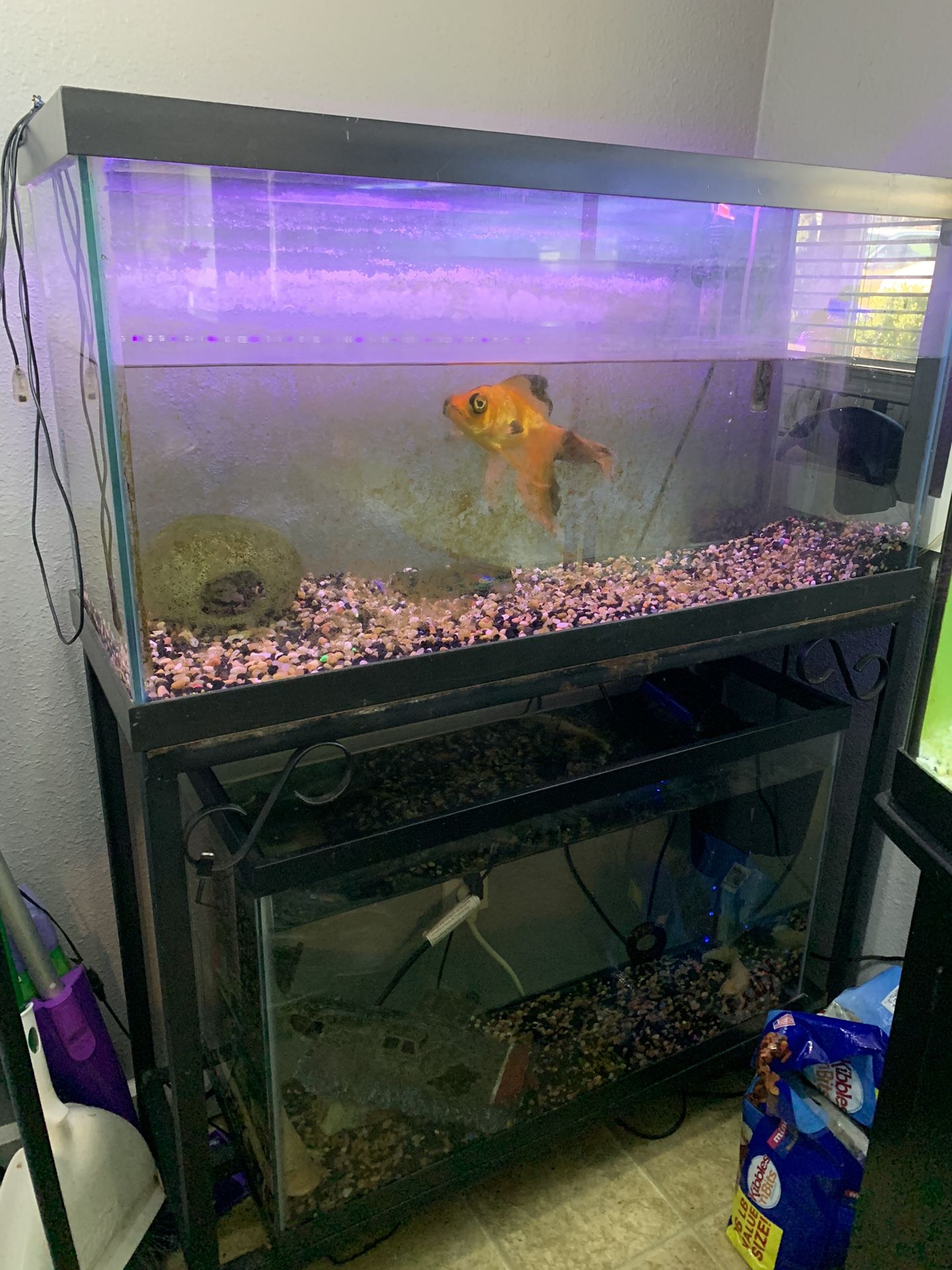 Double Aquarium Stand and Tanks