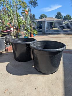24 gallon pot
