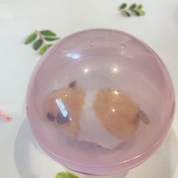 Playful Pet Hamster In Ball Playing Toy For Kids Birthday Gift