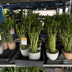 Lucky Bamboo In Clay Pot. SPECIAL PRICE 🤩