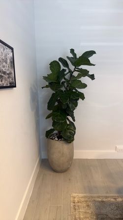 Fiddle Fig Tree with pot