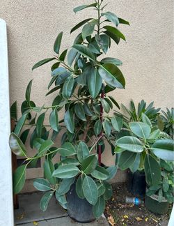 Giant Live Ficus elastica Tineke Rubber Plant