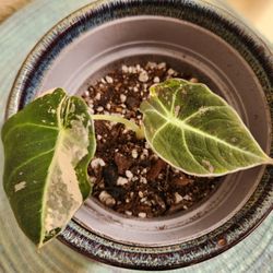 Alocasia Black Velvet Pink Variegated, RARE