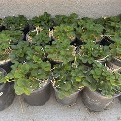 Strawberry PlantS