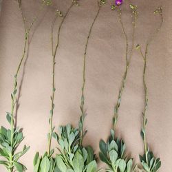 Pink rock purslane succulent cuttings