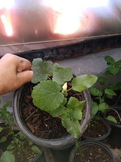 okra plant