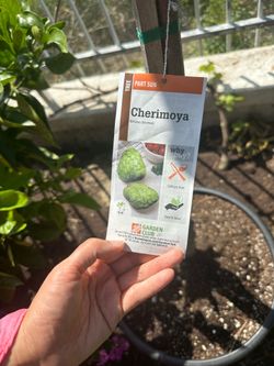 Cherimoya fruit tree