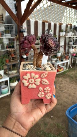 Potted Korean succulent