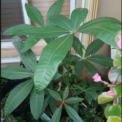 Money Tree Potted Plant