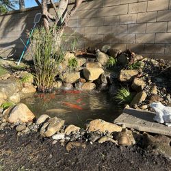 Ponds