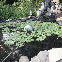 Pond plants water lettuce, Hyacinth , Anacharis, Hornwort , Frog Bit. 3 For $1