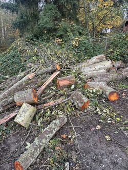 Free Firewood