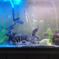 Fish Tank Deco