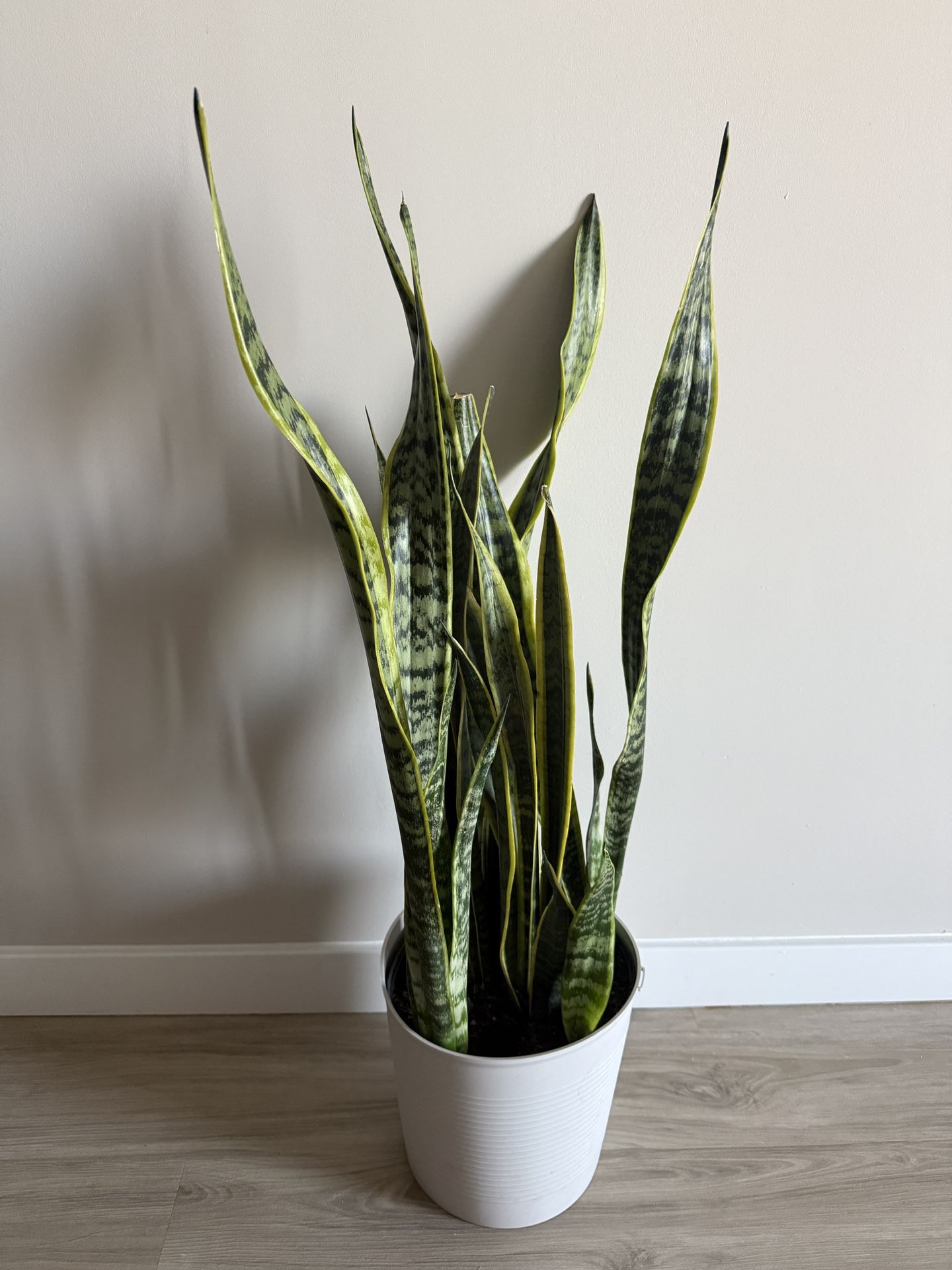 Tall Healthy Snake Plant in White Pot – Low-Maintenance & Stylish!