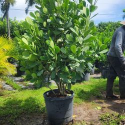 Beautiful Clusias Plants For Inmediate Privacy!!! 5-6 Feet Tall Measurements Over The Pot!!! Fertilized 