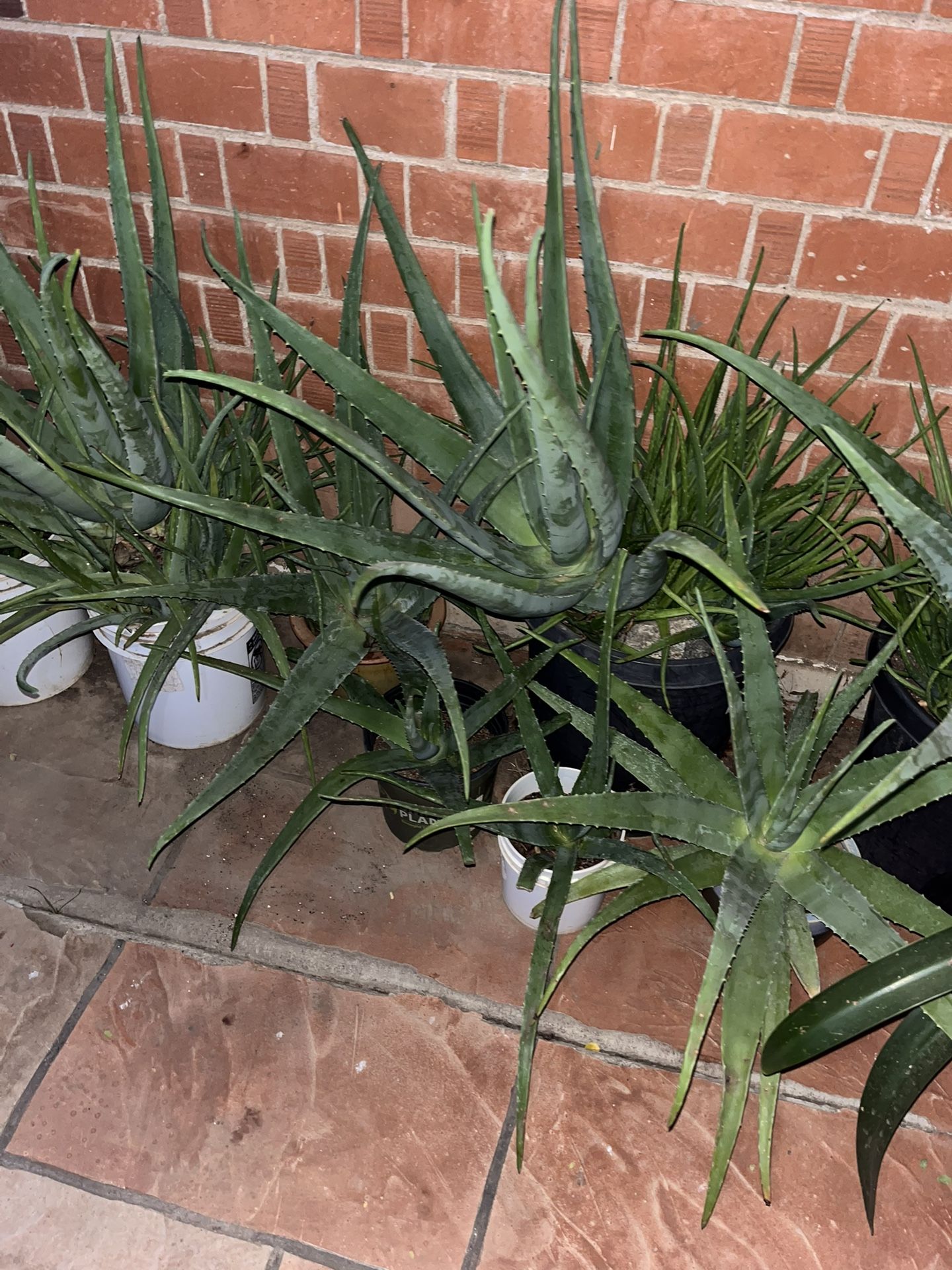 Mother’s Plants Garden (A Lot) Nursery Many To Choose From