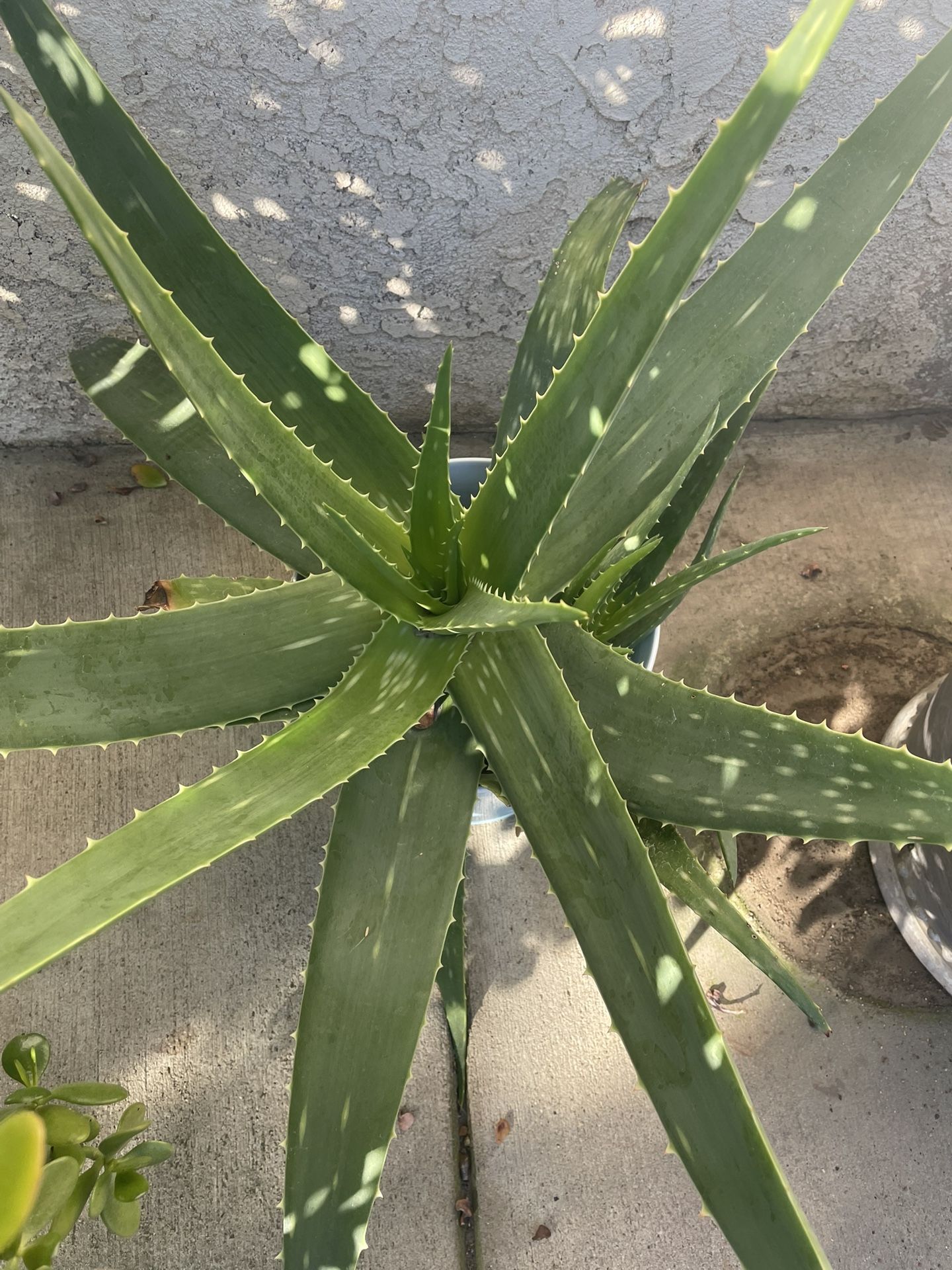 Sávila Mediana / Diferentes Precios