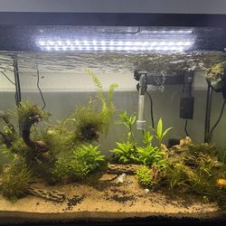 29 gallon Fish tank
